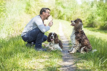 Man training dogs in the countryside.