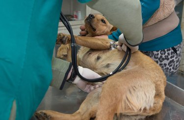 Dog in a veterinary clinic