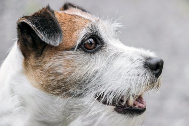 close up of Russell Terrier dog