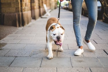 Low section of woman walking with English bulldog on sidewalk