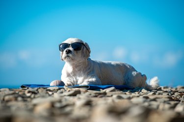 Cute Dog With Sunglasses Relaxing on Coastline