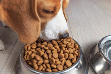 Can dogs 2025 eat wheat germ