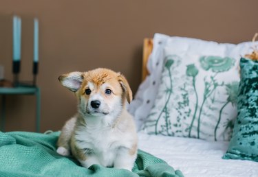 Welsh Corgi Pembroke puppy playing on bed in home bedroom