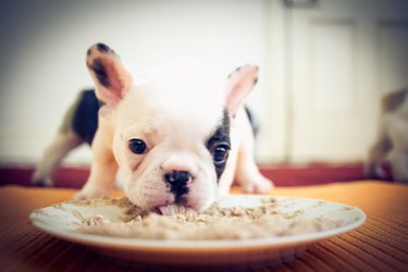 When Can Puppies Eat Dry Food When to Wean and When Puppies Start