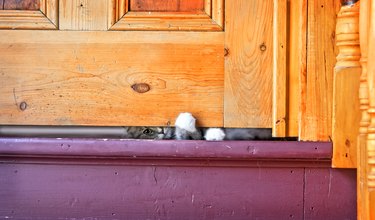 Kitten peeking under a closed Door, Old home.