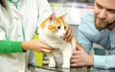 Cat on vet table in main focus