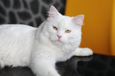 Turkish sales angora size