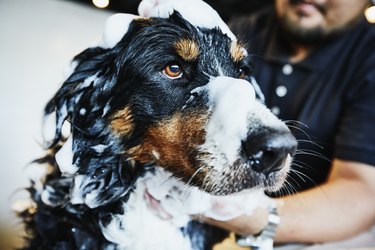 Dog with soap bubbles on head being washed by groomer in pet shop