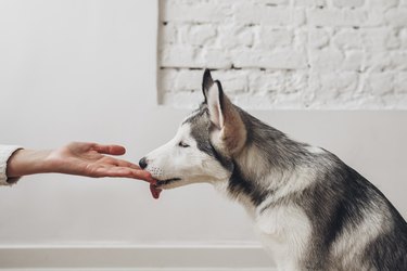 husky dog licking person's hand