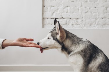 Why Does My Dog Lick Me?