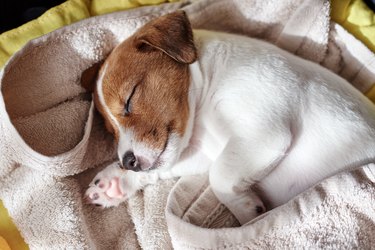 Jack russel terrier dog sleep in the bed