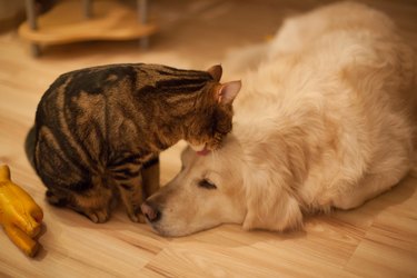 Cat licks dog laying on hardwood floor