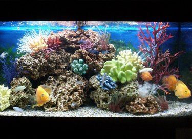 Image of marine effect tropical aquarium with parrot cichlid fish