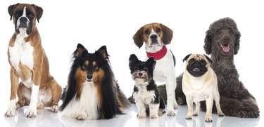 Group of breed dogs