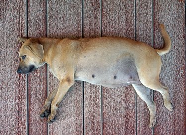 pregnant dog sleeping on floor