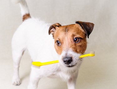 dog holding a yellow toothbrush in mouth.