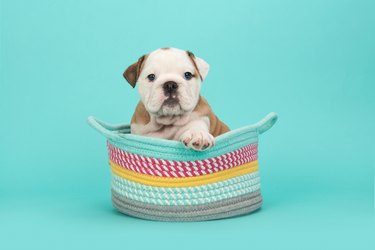 Close-Up Of Puppy Sitting In Multi Colored Basket Against Gray Background
