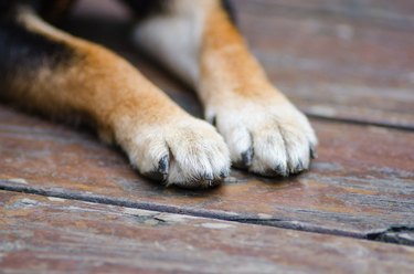 dog paws on wood deck outdoors