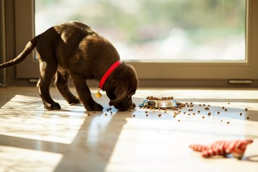 Cute puppy eating from its plate