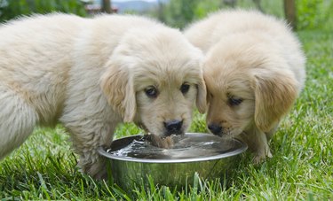 Two golden retriever puppies drink water from a shared dish outside.