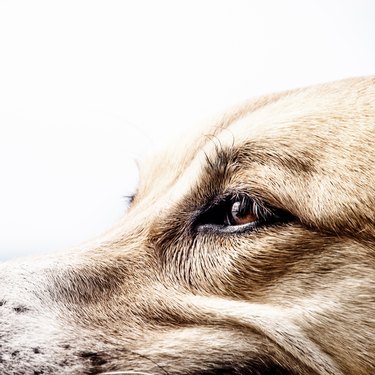 dog face, detail, close-up