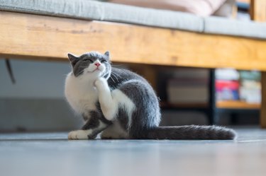 Cute British short hair cat kitten scratching face with leg