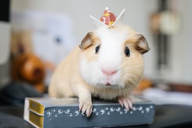 Baby guinea pig with an origami crown on head