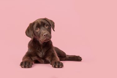 Close-Up Portrait Of Dog Against Pink Background
