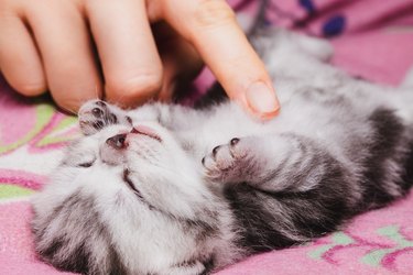 touching the stomach of a newborn kitten