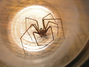 Loxosceles recluse spider capture in a plastic cup