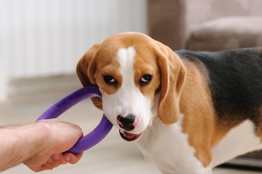 Beagle puppy chewing ring dog toy
