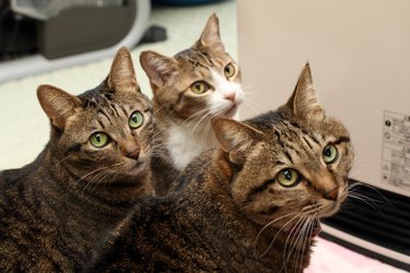three cats looking in the same direction