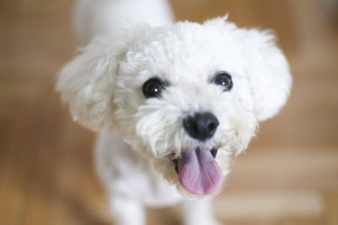 Happy Bichon dog