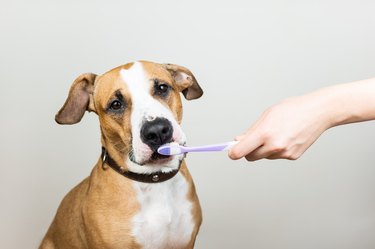 Dog and toothbrush on white background, concept of pets dental hygiene