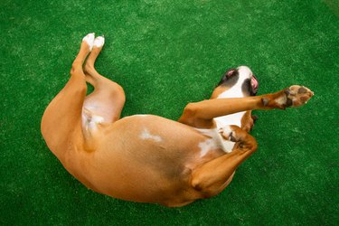 Boxer Dog Rolling On Ground With Green Astroturf Background