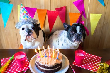 Couple of dogs on birthday party