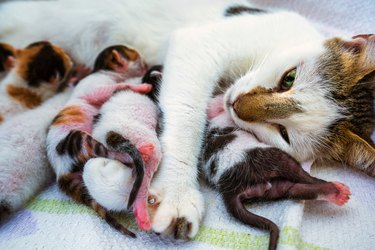 Cute Sweet Pet Animal Kitty and Mom Cat