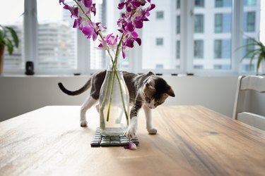 Young cat playing with a vase of flowers on a wooden table