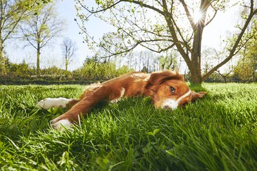 how long after weed killer can dogs go out