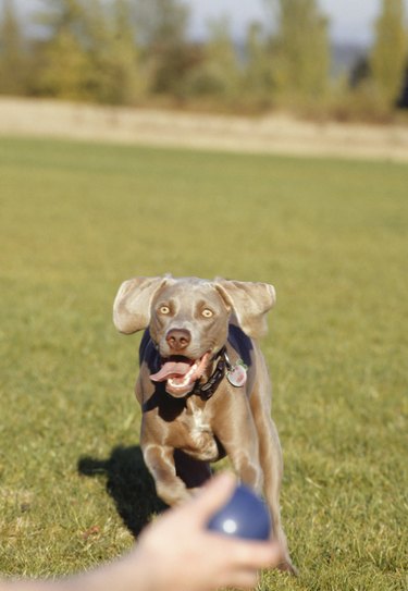 Weimaraner puppy running in park