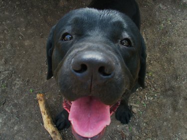 black labrador brought a stick and a big nose to the camera