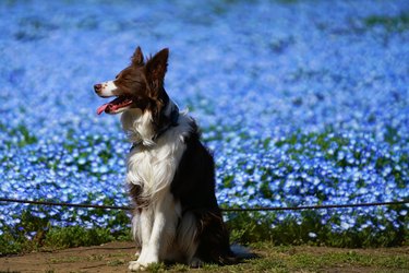The blue flowers and dog.