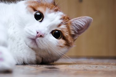 white cat with red spots sits and looks in side. home beautiful cat with green eyes