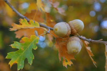 Close-up of acorns on an oak tree in autumn.