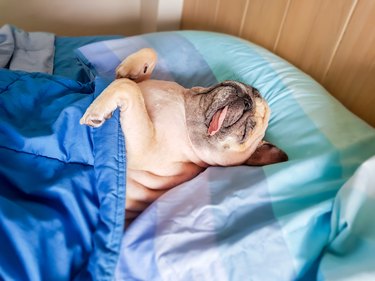 cute pug asleep in bed on his back
