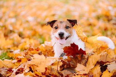 Small dog playing in piles of autumn leaves