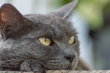 Russian blue cat store with yellow eyes