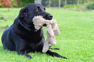 black labrador