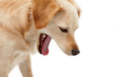 Dog vomits in store morning