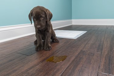 A Chocolate Labrador puppy sitting next to pee on wood floor - 8 weeks old